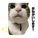 ちょりにゃん。