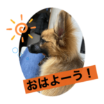 my name is茶々！！！