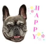 フレブルさくらです