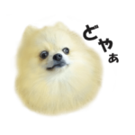 とにかくかわいいポメラニアン
