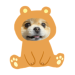 ポメラニアン　そら子