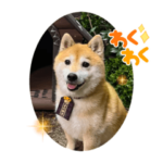 柴犬　豆三郎スタンプ