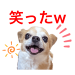 愛犬スタンプ特集 全104件 Line無料スタンプ 隠しスタンプ 人気スタンプ クチコミサイト スタンプバンク