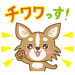 チワワっす！