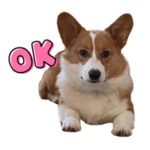 コーギーのこぎくん