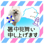 かわいい 夏 の ポメラニアン