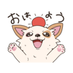 チワワのルカくん