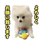 マダム洋子の愛犬ペコちゃん