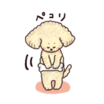 トイプードル•コタローの癒されEveryDay