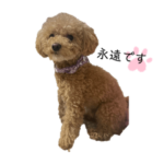 やんちゃなトイプードル永遠氏