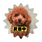 トイプードル るる