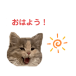 うちのアーニャさん