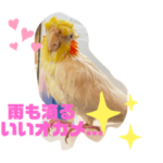 いんこまにあvol.1