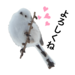 こんにちはシマエナガ