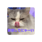 ちいぺこ家の猫