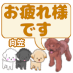 向笠「むかさ」さんのトイプードル会話