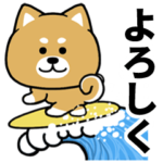 毎日使える夏・柴犬