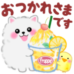 cute white Pomeranian summer 3