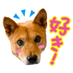 ピースワンコ 夢之丞 日常会話ver.