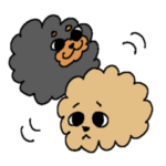 ブラックタンとアプリコットのトイプードル