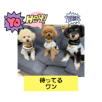 ワンワンピース