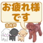 古井戸「ふるいど」さんのトイプードル会話