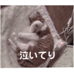 おばあちゃんちのねこです