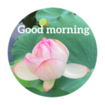 おはようございます。Good morning!