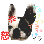 フレンチブルドッグ MOANA