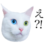 白猫オッドアイのタマ&しましまーず