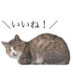 ダヤンのごきげんスタンプ