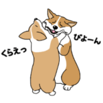 みんな大好き！コーギー！2