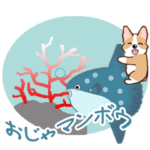 コーギーの日常 Ver6（動く第3段）