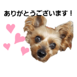 ヨークシャーテリアのミッキー