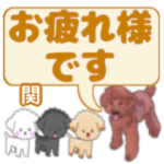 関「せき」さんのトイプードル会話