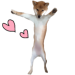 敬語を話す柴犬ゆしろう