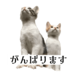 シュールな風鈴キャッツ