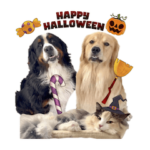 びすけ物語／non13