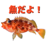 魚でご挨拶