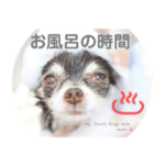 チワワのここちゃん日常