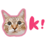 キジトラ猫ちゃん　テレサと申します