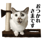 我が家のみみちゃん