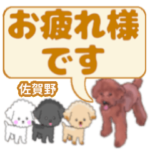 佐賀野「さがの」さんのトイプードル会話