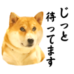 柴犬こむぎとあるじのステップ②