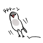 文鳥シルバーさん