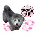 シルバートイプードル　まんぷく君②