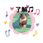 シルバーダップルのラムすたんぷ