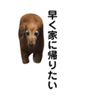 いちごちゃんすたんぷ　すりー