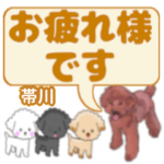 帯川「おびかわ」さんのトイプードル会話