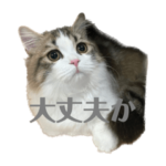 ちいめろさん 2